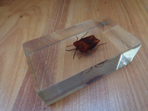 Shield bug taxidermy - shield, glass