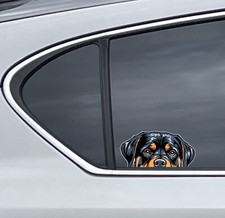 Cute Rottweiler Dog Peeker