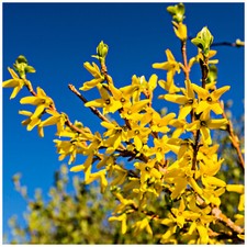5 x Forsythia intermedia