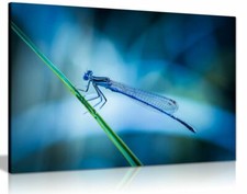 Dragonfly Blue Green Canvas