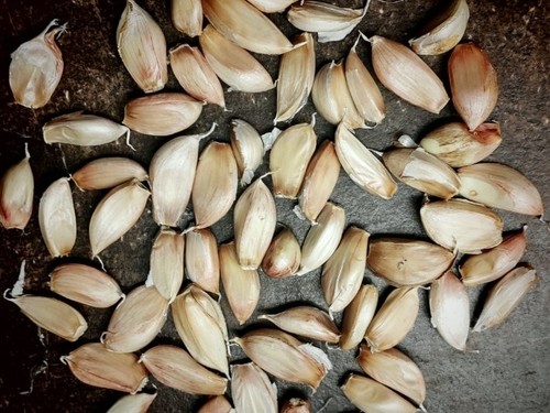 Garlic for planting music - for,