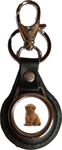 Toy poodle dog pet family - toy,