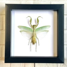 Giant Asian Mantis (Hierodula patellifera) Shadow Frame Display Beetle Insect