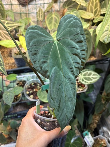 Anthurium papi - anthurium, x
