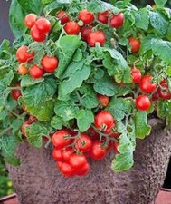 Tomato Red Robin x 2 Plug