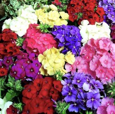 DRUMMOND'S PHLOX DWARF GLOBE