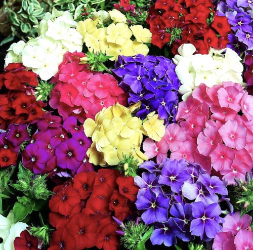 Drummond phlox dwarf - drummond's,