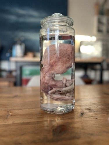 Large octopus wet - large,