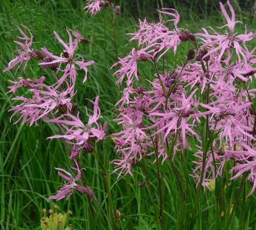 Ragged robin coastal - 2,