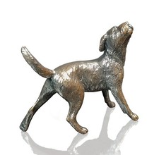 Bronze Border Terrier Dog