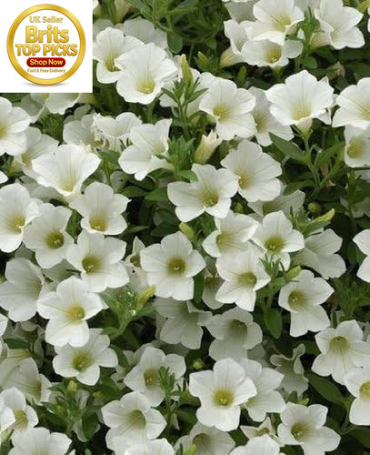 Petunias trailing pack - x,