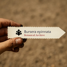 Bursera epinnata seeds copal - seeds,