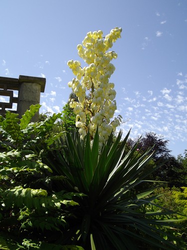 Yucca gloriosa cutting - yucca,
