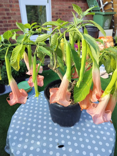 Brugmansia esmeraldes rooted - brugmansia,