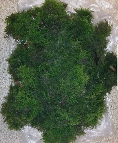 Freshly picked forest floor