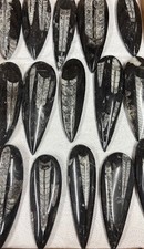 🖤 Orthoceras Fossil in