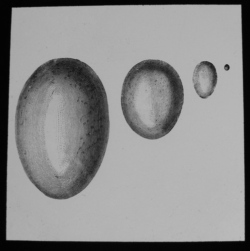 Magic lantern slide - lantern,