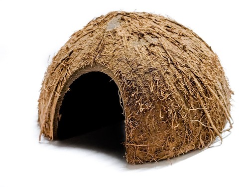 Coconut shell shelter for - coconut,