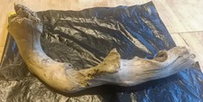 Unique Gnarled Driftwood Piece