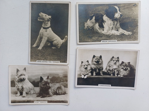 Set dogs picture cards - of,