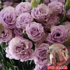 200pcs climbing rose flower - rose,