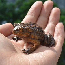 Fine Casting Solid Bronze Frog