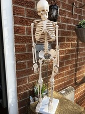 Vintage Anatomical 35”