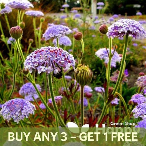 Blue lace flower seeds - blue,