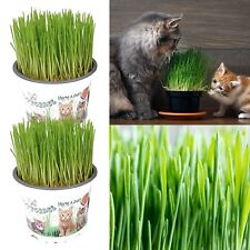 2 x Cat Grass Hordeum Living Plants in 12cm Pots - Growing Plants NOT SEED