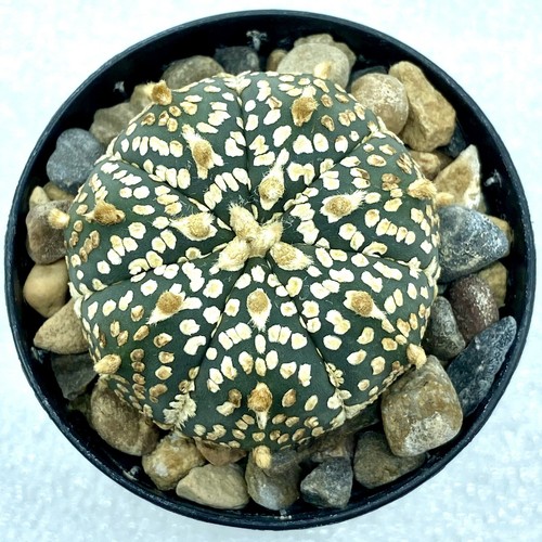 Astrophytum asterias - , cv