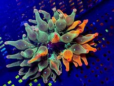 Nexus Burst Bubble tip anemone
