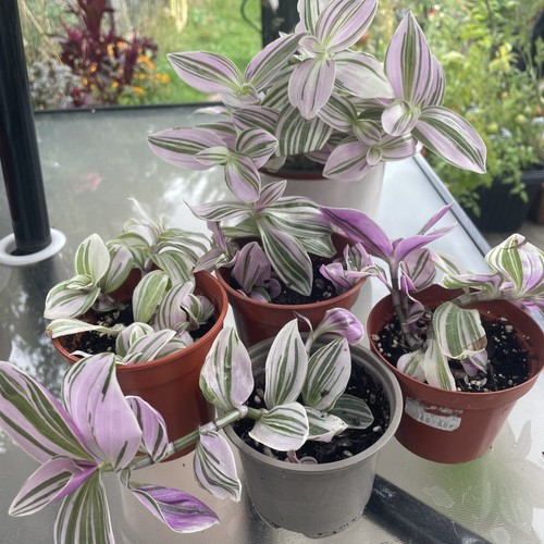 Tradescantia unicorn 9 cm - tradescantia,