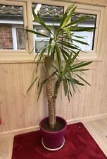 Large Yucca Yukka Plant Indoor with Pot + Saucer Buyer Collect Norfolk PE31 6LP
