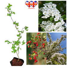 Hawthorn Tree 40–70cm |