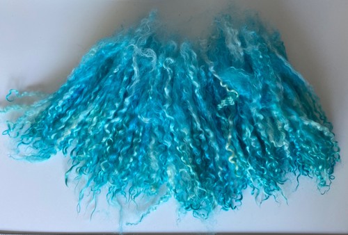 50gm teeswater mid length - teeswater,