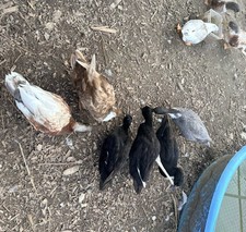 8+2 Call duck hatching eggs
