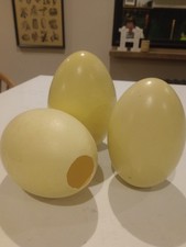 Real Ostrich/Rhea Egg