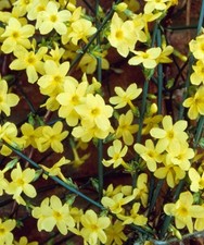 2 hardy yellow climbing Winter Jasmine Jasminum Nudiflorum bare root shrub plant