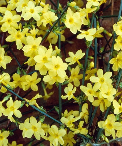 Hardy yellow climbing winter - 2,