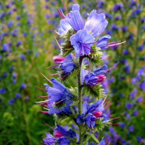 Wild vipers bugloss seeds - vipers,