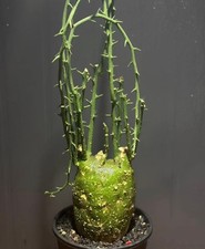 Adenia globosa WYSIWYG  Own