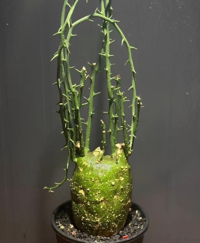 Adenia globosa wysiwyg - globosa, own