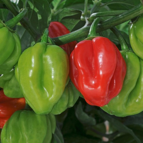 Chilli pepper scotch bonnet - chilli,