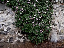 3 X ERIGERON GLAUCUS PERENNIAL SPREADING ROCKERY DROUGHT TOLERANT PLUG PLANTS