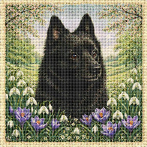 Schipperke puppy dog - dog, spring