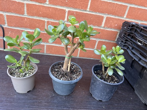Healthy jade plant - x,