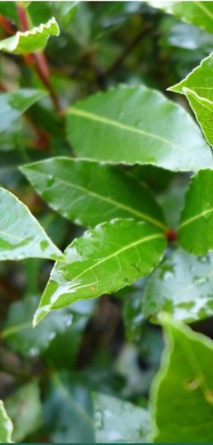 Fresh organic bay - 🌿,