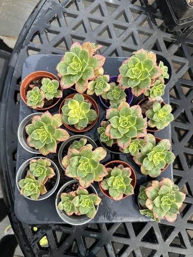 Aeonium kiwi succulent - succulent, plants