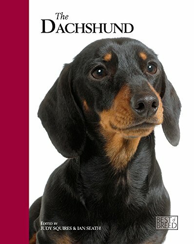 Dachshund best breed by - best, breed)