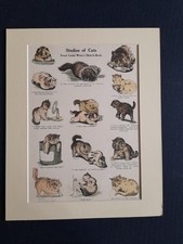 LOUIS WAIN ANTIQUE PRINT 1926